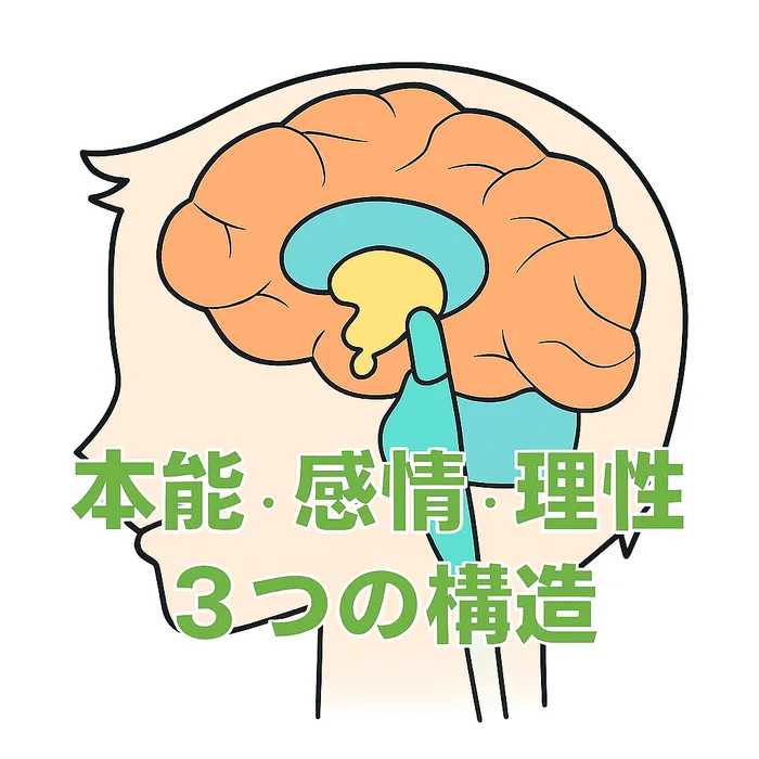人間の脳を横から見た簡易的なイラスト