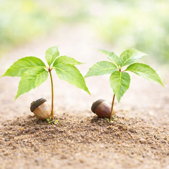 どんぐり芽の画像